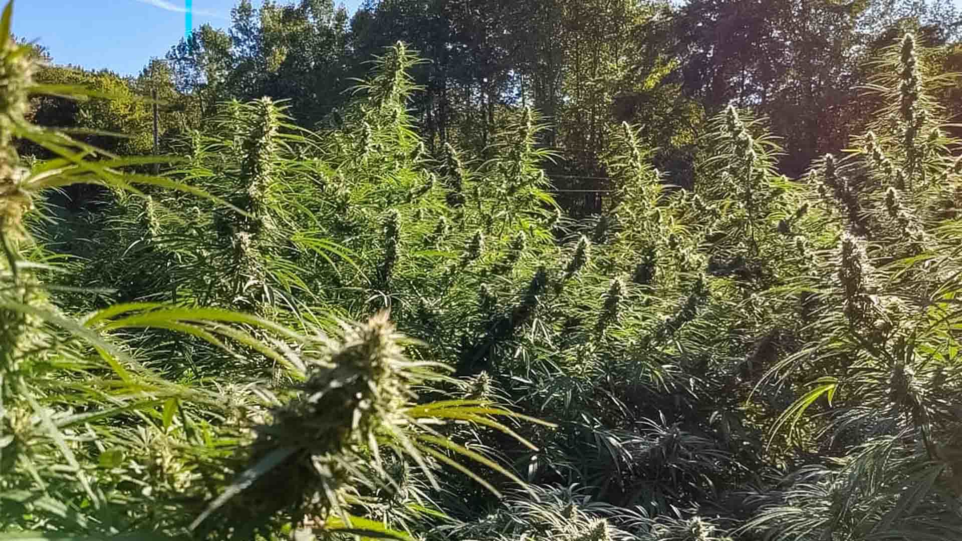 hemp1-story.jpg